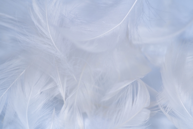 feather.jpg